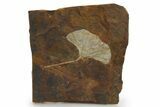 Paleocene Fossil Ginkgo Leaf - North Dakota #290787-1